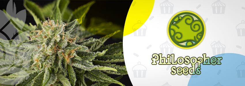 Lemon OG Candy (Philosopher Seeds) feminisiert